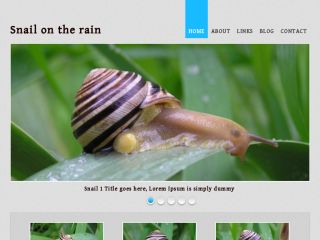 Snail on the rain